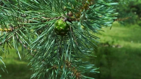 Strong wind moving the young green spruce cone Stock Footage 312112507