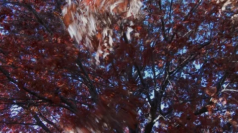 Strong wind in oak branches of autumn, 4K. Stock Footage 99611583