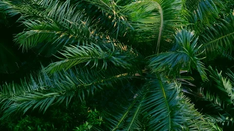 Strong wind or heavy wind bend the tree, High angle view. ultra HD 4k. Stock Footage 102931869