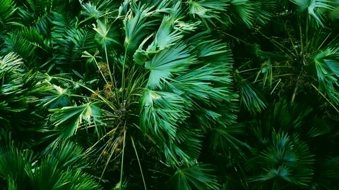 Strong wind or heavy wind bend the tree, High angle view. full HD slow-motion Stock Footage 103291819