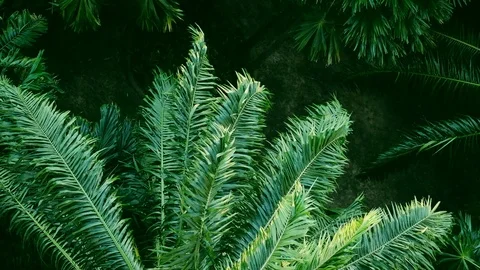 Strong wind or heavy wind bend the tree, High angle view. full HD slow-motion Stock Footage 103291957