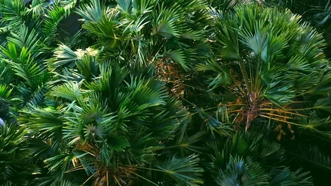 Strong wind or heavy wind bend the tree, High angle view. full HD slow-motion Stock Footage 103828692
