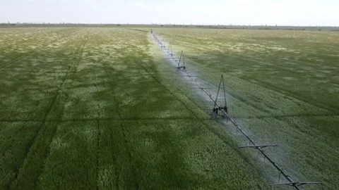 Strong wind over a green field of barley. The irrigation system Stock Footage 130906223