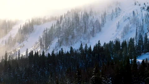 Strong wind passing over pine forest during cold winter day. Video stock 151784248