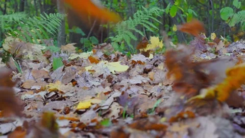 Strong wind picks up fallen leaves in air and drives them along ground. Видео 141853642