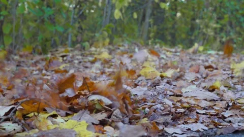 Strong wind picks up fallen leaves in air and drives them along ground. Vidéo 141854187