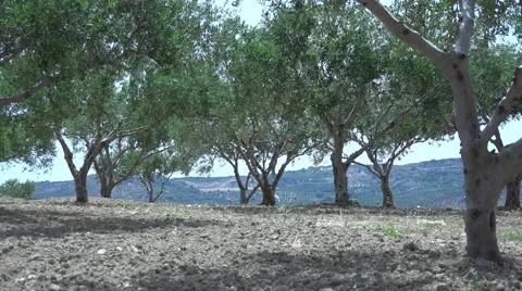 Strong wind on the plantations of olive trees. 4K Video stock 64859880