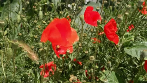 Strong wind by the poppy field. Stock Footage 132236757