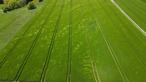 Strong wind pulls over the fresh green crop field Stock Footage 164610727