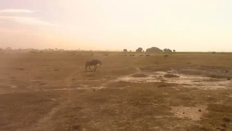 A strong wind raises dust and blows to wildebeest on the savannah in Africa Stock Footage 106052472