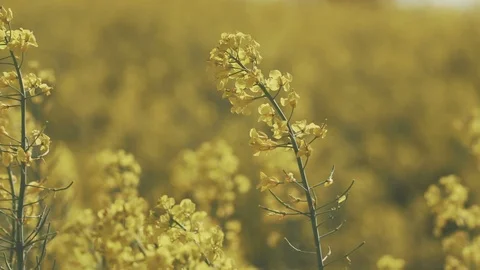 Strong wind on a Rape Flower field Vidéo 91583219