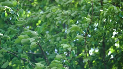 Strong wind rocks the branches tree with green leaves in rays of sun. Close-up 스톡 동영상 194493865