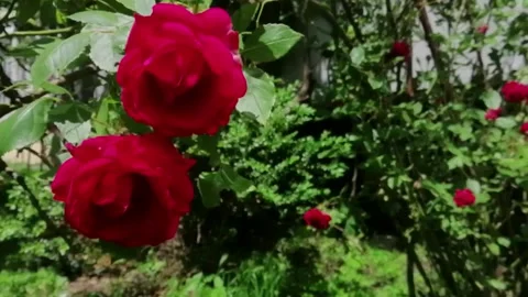 Strong wind in the rose garden Stock Footage 132362109