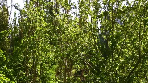 Strong wind, the shaken branches of trees. Video stock 101173933
