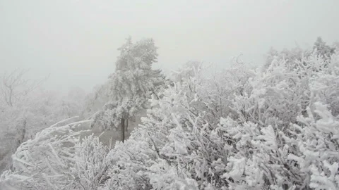 A strong wind shakes the branches of the bushes. The bushes are covered with Stock Footage 88303439