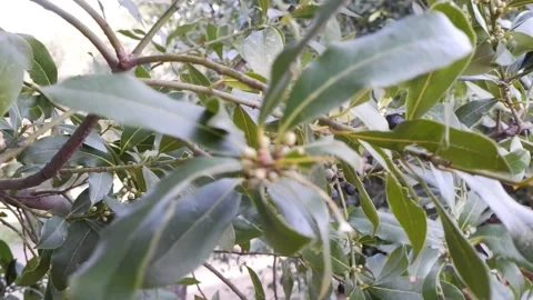 Strong wind shakes the branches Stock-Footage 173505206