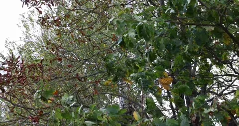 A strong wind shakes the branches of trees. Stock Footage 253821939