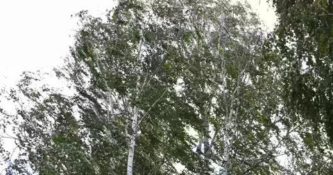 A strong wind shakes the branches of trees. Stock Footage 253821942