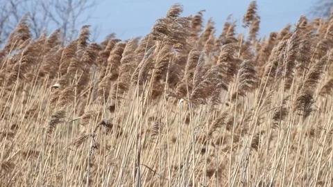 Strong wind shakes the high dry grass Stock Footage 89136919