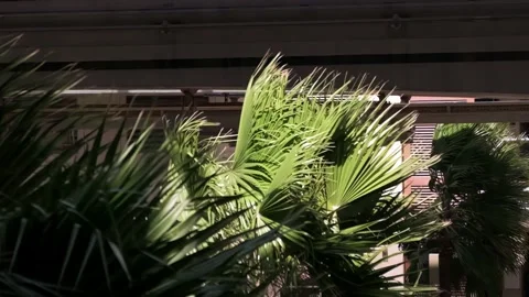 Strong wind shakes a palm tree in Dubai, slow motion Stock Footage 235929530