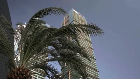 Strong wind shakes a palm tree in Dubai, slow motion Stock Footage 235930174