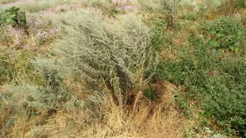 Strong wind shakes the steppe grass. autumn weather Stock Footage 160148060