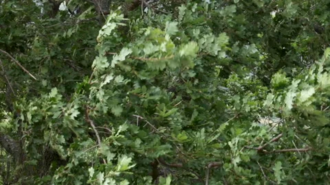 Strong wind shakes the tree branches and leaves 스톡 동영상 176913033