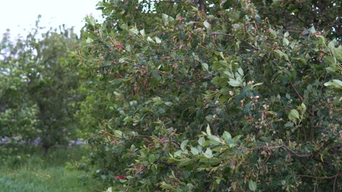 A strong wind shakes the trees. Video stock 91357260
