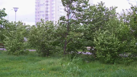 A strong wind shakes the trees. Stockbeeldmateriaal 91357914