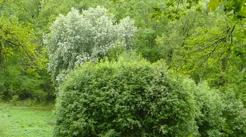 Strong wind shakes trees in forest Stock Footage 63092603