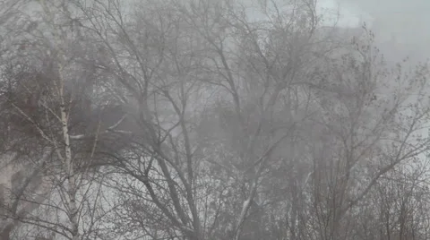 Strong wind shakes the trees. It's snowing. Stock Footage 37477843