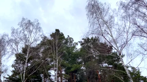 Strong wind shakes the trees. Pines and firs during a storm. Wind in forest Vidéo 218555925
