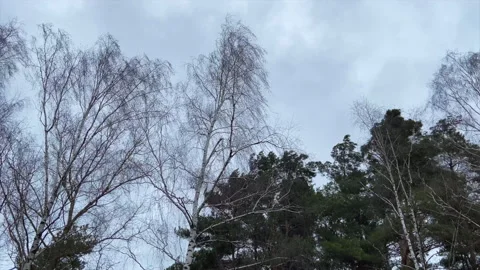 Strong wind shakes the trees. Pines and firs during a storm. Wind in forest Stock Footage 218555968