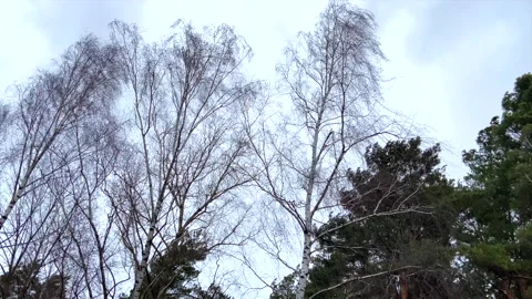 Strong wind shakes the trees. Pines and firs during a storm. Wind in forest Vidéo 218557214