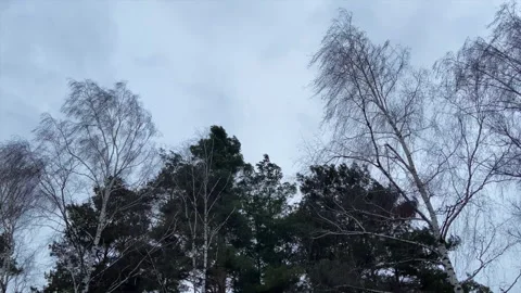 Strong wind shakes the trees. Pines and firs during a storm. Wind in forest Video stock 218557288