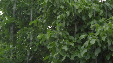 A strong wind shakes the trees in a thunderstorm Stock-Footage 252646603