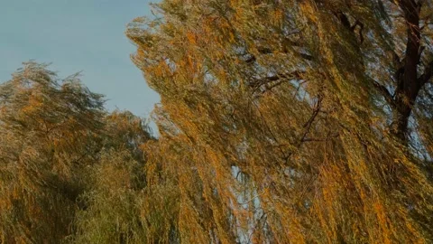 Strong wind shakes a weeping willow tree in the park. Close-up. Stock Footage 169361789