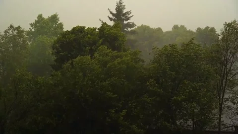 Strong wind shaking and violently swaying the thick tree canopies Stock Footage 253901706