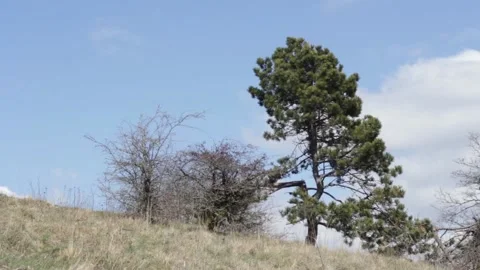 Strong wind shaking isolated pine tree in barren vegetation 스톡 동영상 158328533
