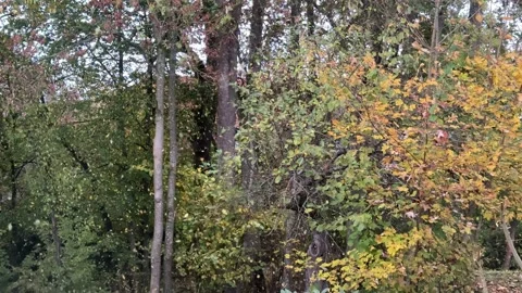 Strong wind shaking leaves from trees in autumn Stock Footage 319849280