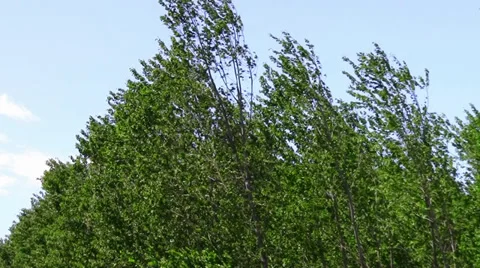 Strong wind shaking the trees Stock Footage 34398446