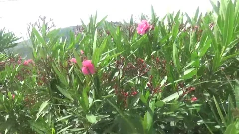 Strong wind in Spain Vídeos de archivo 311528578