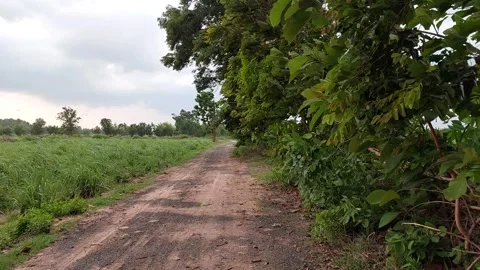 Strong Wind Storm Bending Trees Along the Road Video stock 334569472