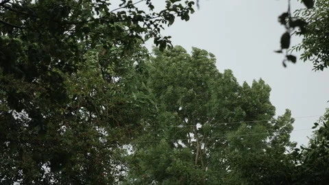 Strong wind storm shakes the trees Stock Footage 277065417