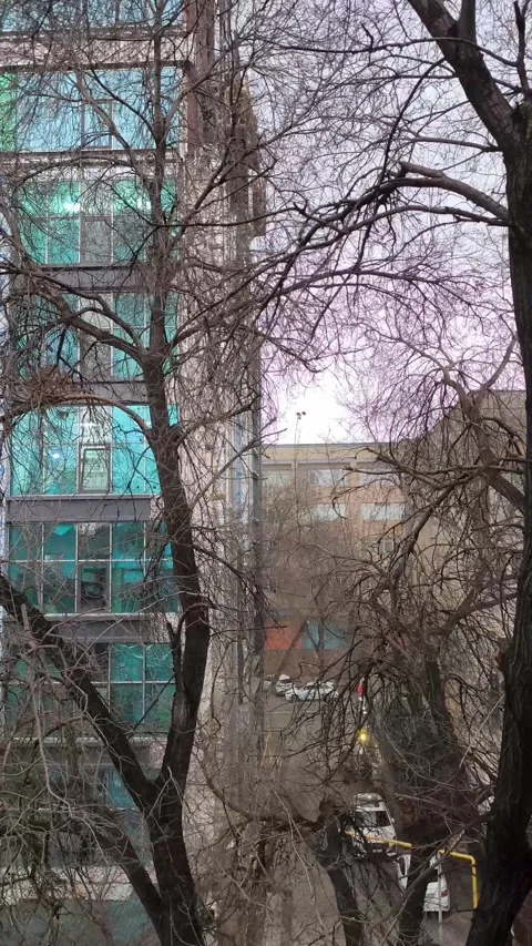 Strong wind swaying bare tree branches in city Stock Footage 329621392