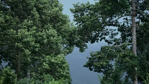 Strong Wind Swaying Tropical Trees Before a Storm 스톡 동영상 340265846