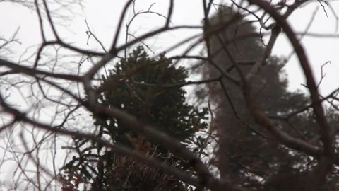 Strong Wind Swaying Trunks of Tree in Forest. Hurricane. Snowstorm. Winter. Cold Video stock 146948247