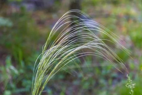 Strong wind sways and waves the grass , Altai, Russia Stock Photos