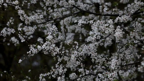 A strong wind sways the branches of a flowering tree before the rain begins. Stock Footage 128679863