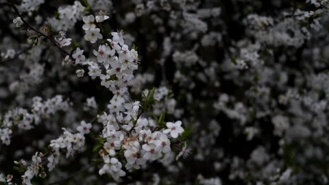 A strong wind sways the branches of a flowering tree. Stock Footage 128749816
